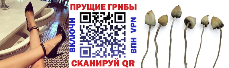Галлюциногенные грибы Psilocybe  где купить наркотик  Сухиничи 